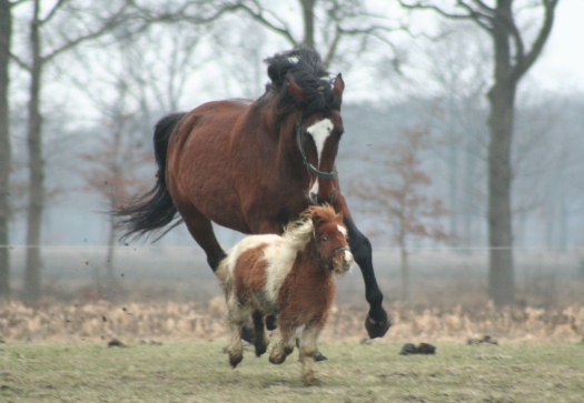 horse-and-pony